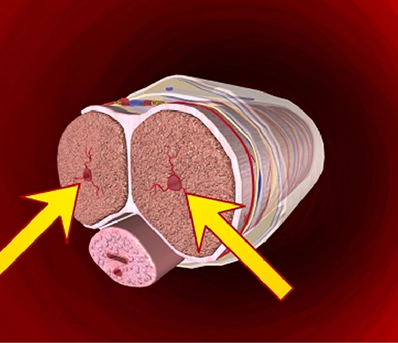 Cellular Performance